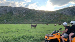 Quad tour in nature with domestic animals